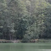 Luderweiher - Waldkulisse